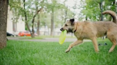Yakışıklı bir adam akıllı gri köpeğiyle uçan disk çalıyor.