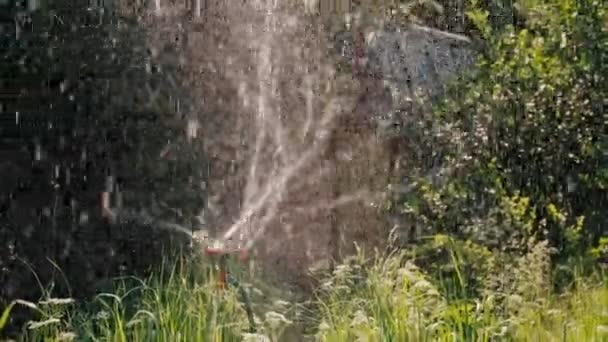 Un spruzzatore automatico di cottage estivo spruzza acqua sulle piante in una giornata di sole. — Video Stock