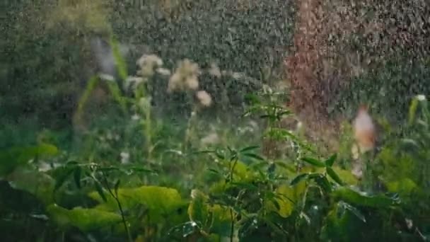 Gotas de chuva pequenas pingando em vegetação fresca. — Vídeo de Stock