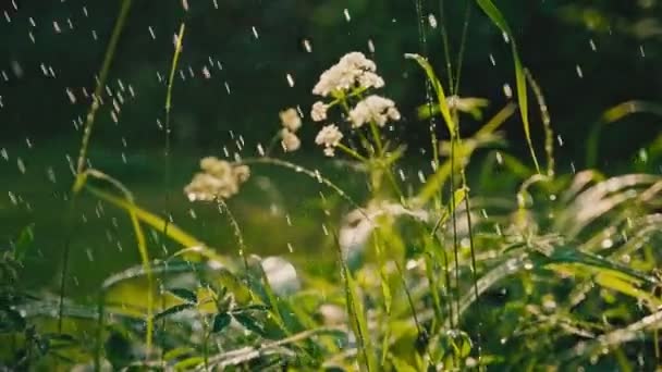 Gotas de chuva pequenas pingando em vegetação fresca. — Vídeo de Stock
