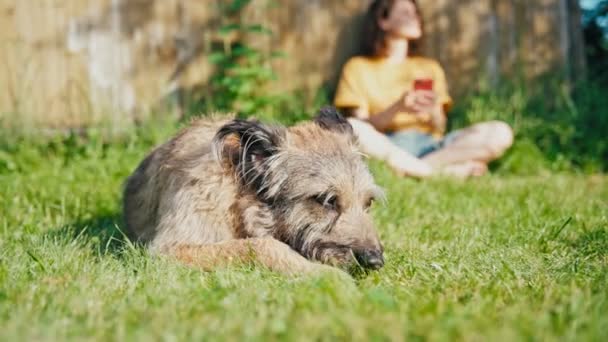 Genç bir kadın arka planda dinlenirken sevimli bir köpek güneşli çimlerde uzanıyor. — Stok video