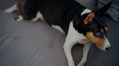 Gri bir kanepede uzanan tatlı, uykulu bir köpeğin yakın plan çekimi.