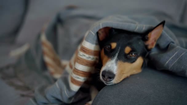 Şirin bir Basenji köpeği gri bir kanepede battaniyeyle kaplanmış yatıyor. — Stok video