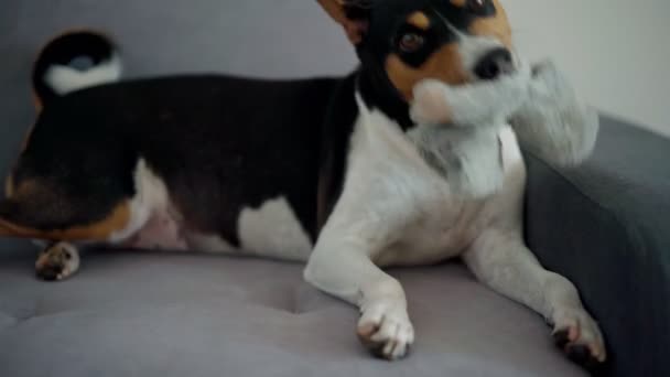 Close-up van een schattige hond spelen met een zacht speelgoed terwijl liggend op een grijze bank — Stockvideo