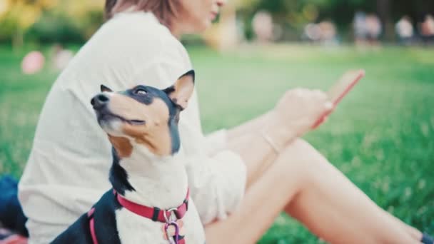 Un gros plan d'un chien Basenji regarde curieusement autour pendant qu'il est dans le parc — Video