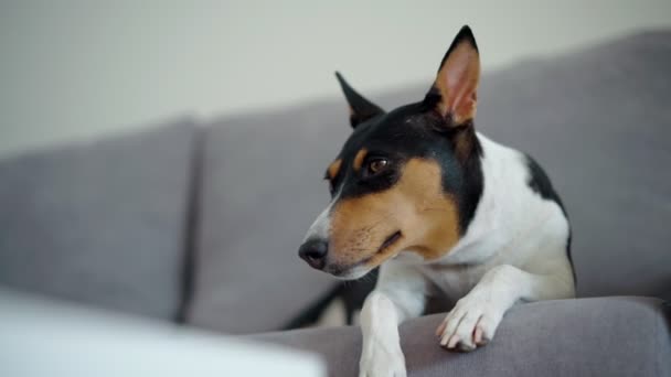 Primer plano brote de un lindo perro soñoliento relajante se encuentra en un sofá gris — Vídeo de stock