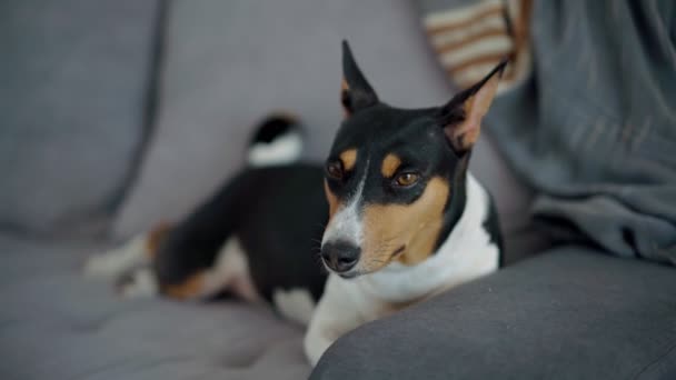 Gros plan pousse d'un chien endormi mignon relaxant repose sur un canapé gris — Video