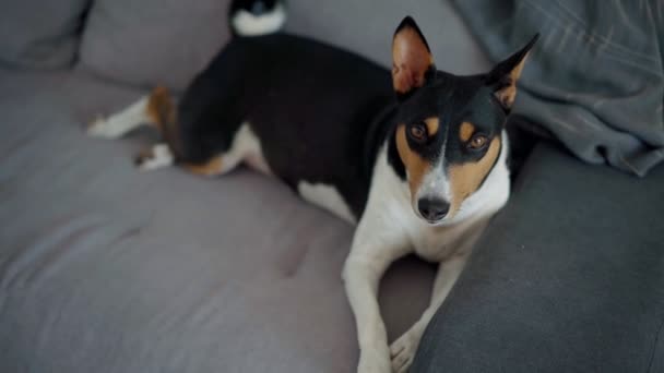 Primer plano brote de un lindo perro soñoliento relajante se encuentra en un sofá gris — Vídeos de Stock
