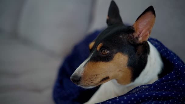 Primo piano sparare di un cane addormentato carino rilassante si trova su un divano grigio — Video Stock