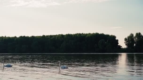 Природный пейзаж, красивые лебеди, купающиеся в спокойной воде озера — стоковое видео