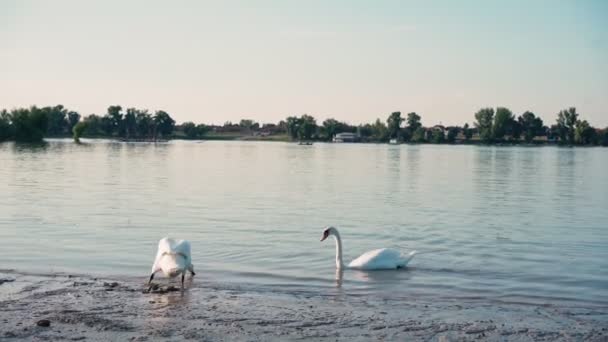 Paesaggio naturale, bellissimi cigni che nuotano in acque calme del lago — Video Stock