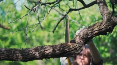 Eldivenli genç bir kadın bahçede bir ağaç dalını testereyle kesiyor..