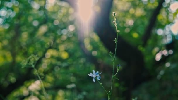 Tranquilo belas flores e grama em um dia ensolarado de verão — Vídeo de Stock