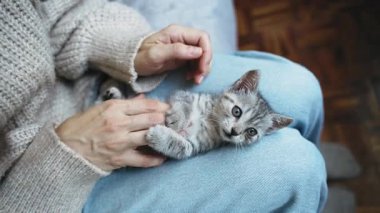 Kollarında sevimli bir kedi yavrusu tutan birinin yakın çekimi.