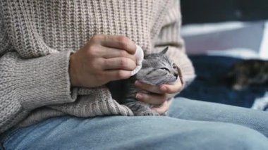 Küçük kediciklerin kulaklarını pamukla temizleyen birinin yakın çekimi.