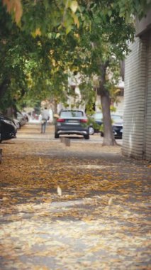 El yapımı sinemasal çekim. Sarı sonbahar yaprakları bir Avrupa şehrinin caddesine düşer