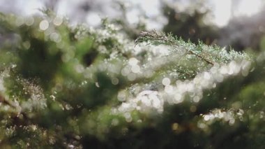 Soyut kış geçmişi. Sabah karları güneşin altında parlar ardıç dallarında.