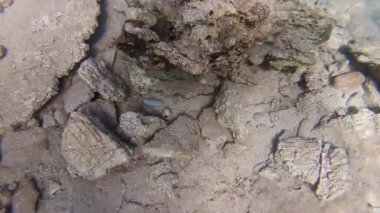 Sualtı sahnesi. Koyu mavi deniz yüzeyinde ışık huzmeleri var.