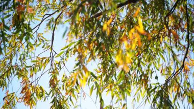 Sonbaharın sarmaşıkları Mavi gökyüzüne karşı söğütler süzülüyor