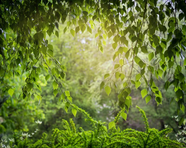 Bågen av gröna blad. — Stockfoto