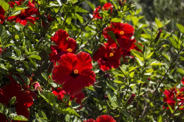 ハイビスカス。赤い花 — ストック写真