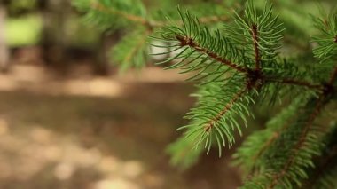 Pine tree branch swaying in gentle wind on bokeh in a forest background