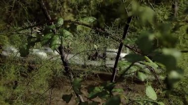 Foreground of green nature in focus and traffic of vehicles passing by out of focus through the foliage of the bush in the background.