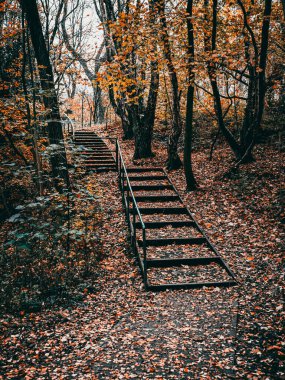 Renkli bir sonbahar ormanının ortasında terk edilmiş orman merdivenleri..