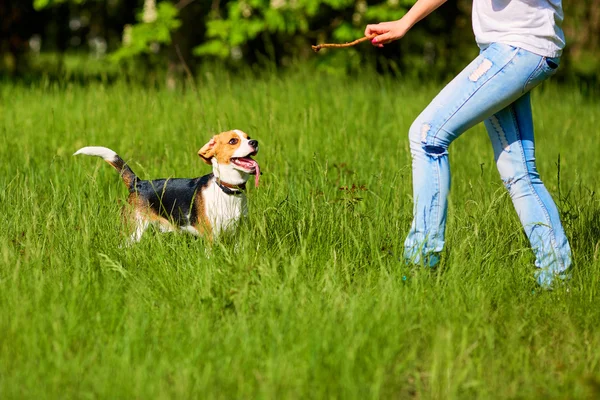 Parkta bir köpekle oynayan kız. Sopayı elinde.