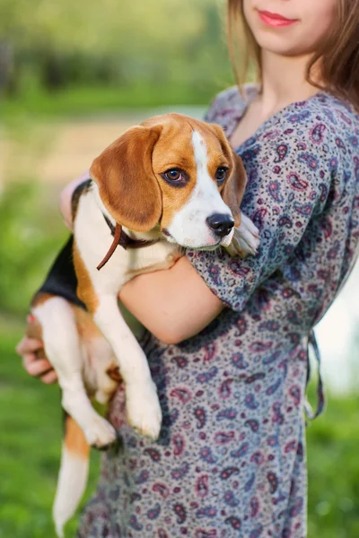Portre köpek, beagle kadınların elinde.
