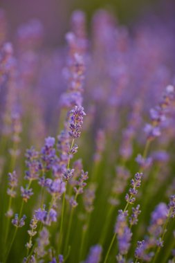 Lavanta alan. Buğday alan. Provence alan. Doğa.