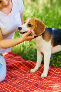 Beagle köpek portre. Yavru beagle.