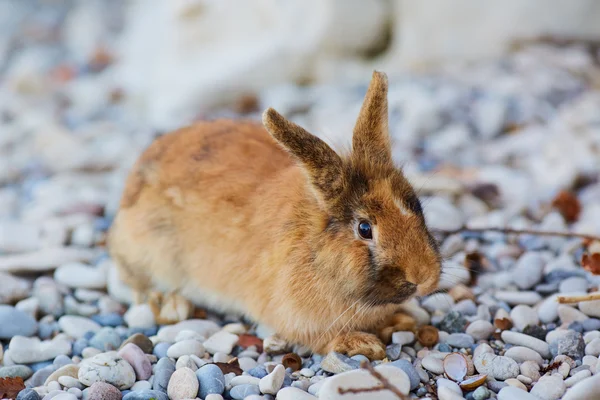 Gefleckte braune und weiße Hasen auf den weißen Steinen. Kaninchen auf der Weide — Stockfoto