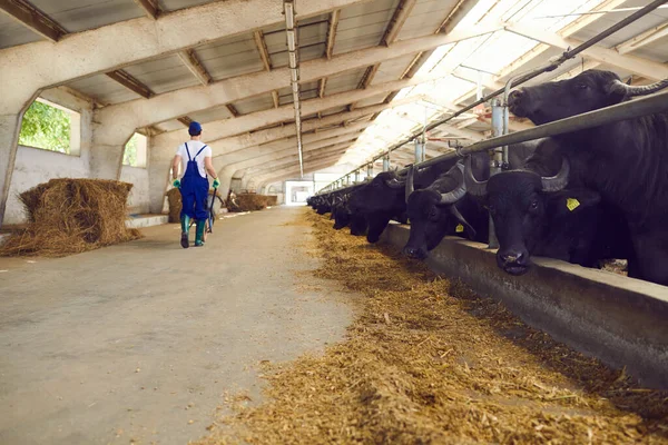 Granero con hilera de establos con vacas negras o búfalos y granjero sumando forraje —  Fotos de Stock