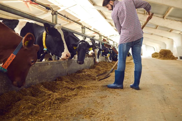 Trabajador de granero sumando un poco de forraje para alimentar vacas en la granja de ganado en el campo —  Fotos de Stock