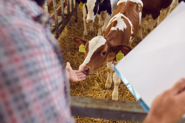 Boer met klembord zorgt voor kalvertje in stal op veehouderij — Stockfoto