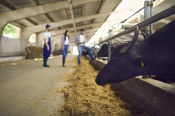 Vaca negra o búfalo de pie en establo en el establo de la granja de ganado en el campo —  Fotos de Stock