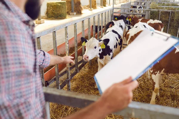 Hombre agricultor supervisa la cría de terneros en la granja y registra los datos sobre ellos. —  Fotos de Stock