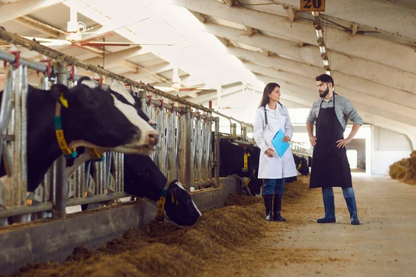 Jonge mannelijke boerderij eigenaar praat met een vrouwelijke dierenarts tijdens het inspecteren van koeien in een koeienstal. — Stockfoto