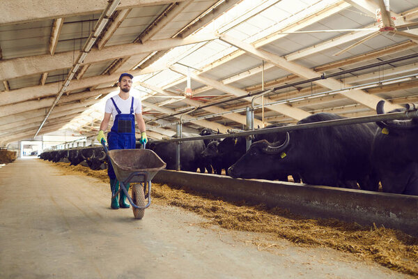 На всю длину молодой фермер с тачкой в руках в коровнике на молочной ферме.