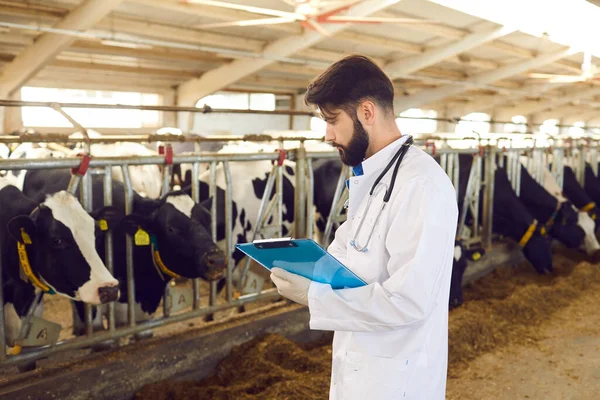 Mannelijke dierenarts staat in een koeienstal en registreert de gegevens na een regelmatige inspectie van het vee op het melkveebedrijf. Begrip vee en zijn medische verzorging. — Stockfoto