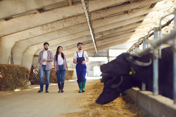 Landbouwarbeiders controleren buffels die langs stallen lopen en vee voeren in de schuur — Stockfoto