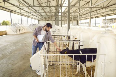 Çiftçi ya da hayvancılık müdürü kırsal kesimdeki bir hayvan çiftliğindeki ahırda buzağıları kontrol ediyor.