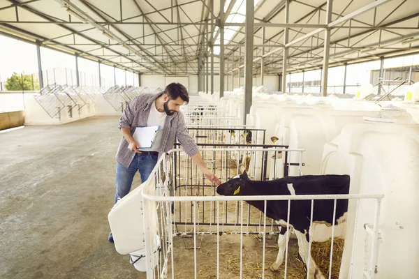 Gestor ganadero o ganadero que comprueba los terneros en el establo de una granja de animales en el campo —  Fotos de Stock