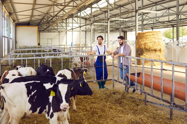 Gelukkige landarbeiders kijken naar kalveren in grote schone schuur op veehouderij — Stockfoto