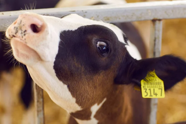 Curious calf with ear tag number poking its head through bars of the cage and looking at camera —  Fotos de Stock