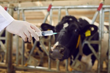 Bir ineğe iğne yapmaya hazır bir veterinerin elindeki şırıngayı kapat..
