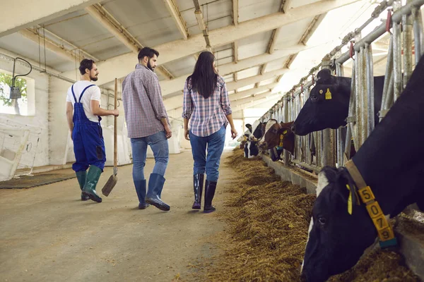 Achteraanzicht van een paar jonge boeren met een landarbeider in een koeienstal langs een rij koeien. — Stockfoto