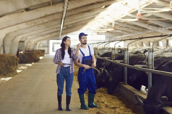 Jonge positieve vrouwen en mannen boeren of landarbeiders in rubberen laarzen staande en controleren stieren kraampjes — Stockfoto