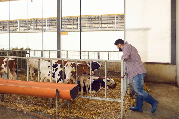 Campesino macho cuidador mirando terneros de pie en una jaula en un granero enorme en una granja de ganado. —  Fotos de Stock